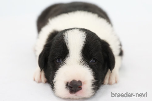 成約済の神奈川県のボーダーコリー-310795の3枚目